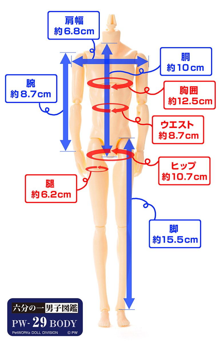 画像6: 六分の一男子図鑑　PW-29BODY 褐色 (6)