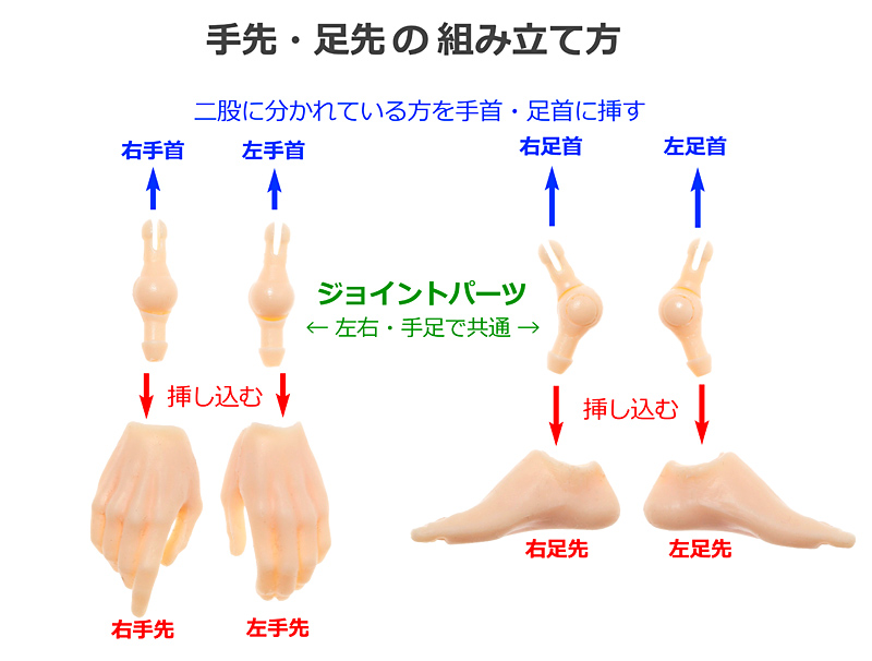 ペットワークス　六分の一男子図鑑　エイトボディ